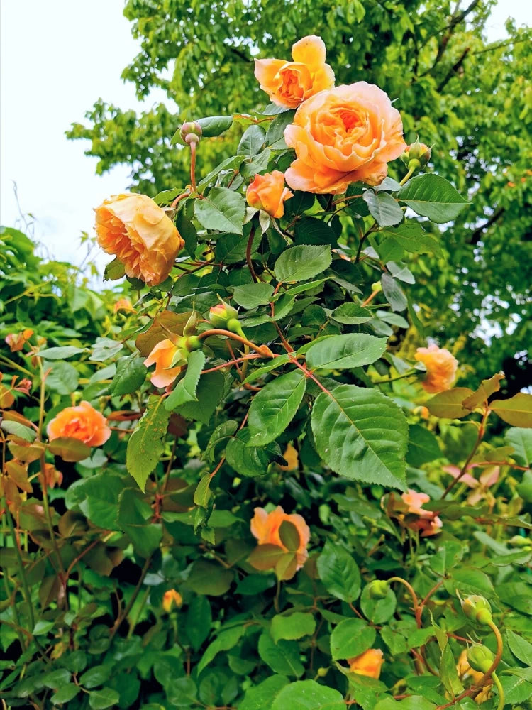 Dark Orange Climbing Rose Seeds for Planting – Heirloom, Non-GMO Garden Flower Seeds - Orange for planting in home garden